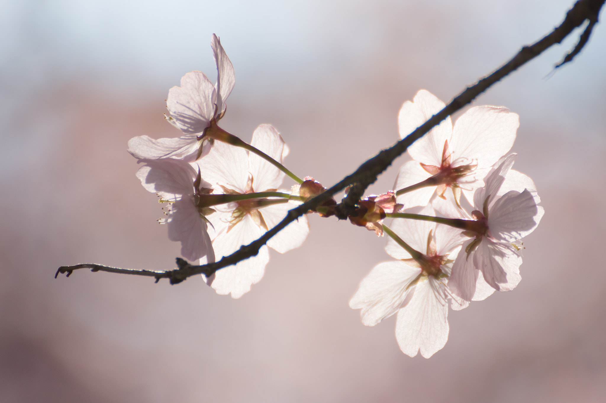 Tamron SP 35mm F1.8 Di VC USD sample photo. Rosa photography