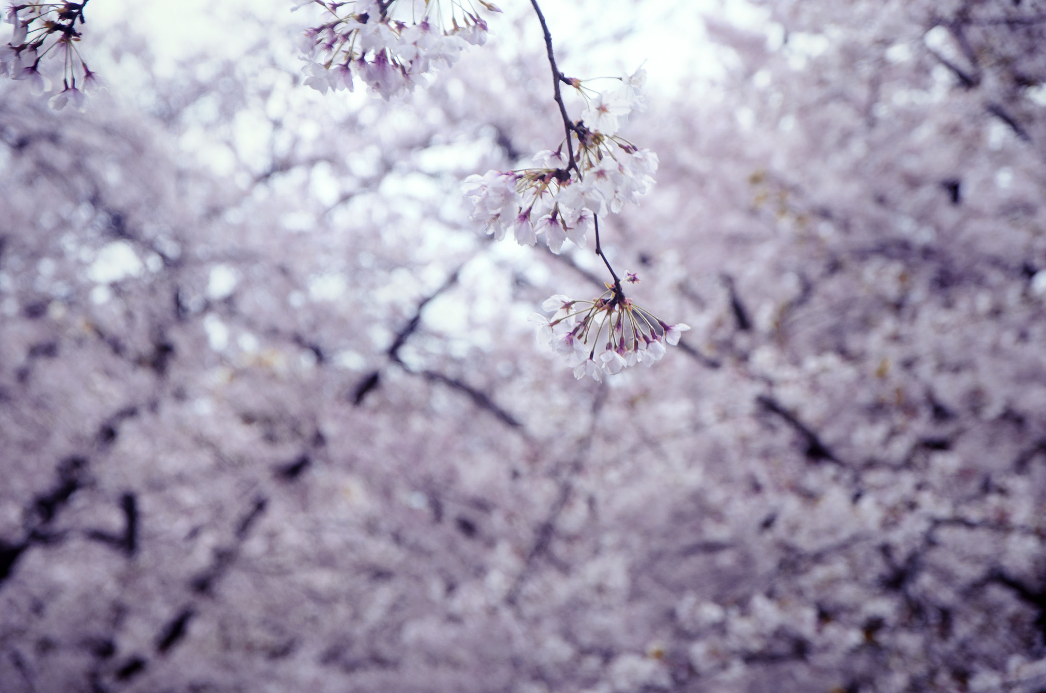 Nikon D7000 + Sigma 17-70mm F2.8-4 DC Macro OS HSM | C sample photo. The world of the cherry tree photography