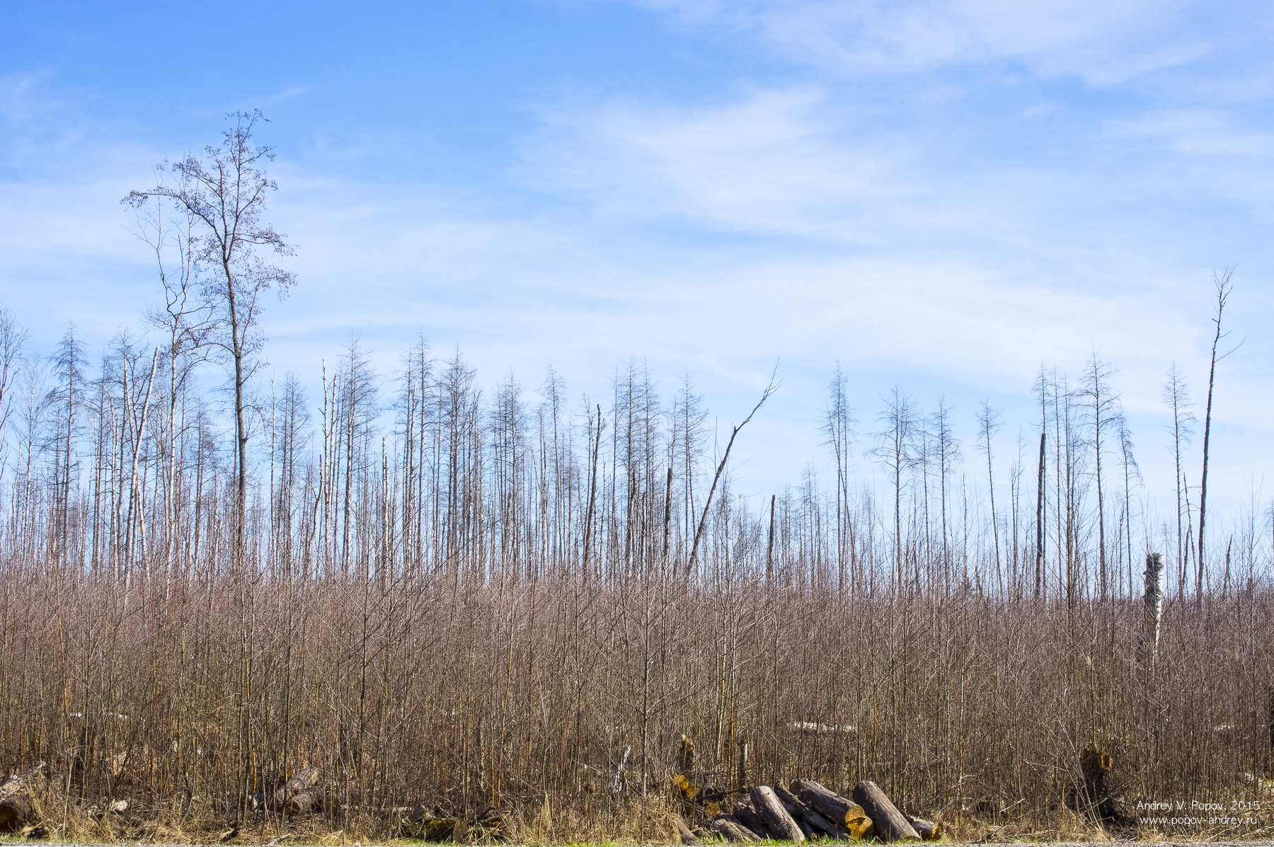 Pentax smc FA 31mm F1.8 AL Limited sample photo. Spring swamp photography
