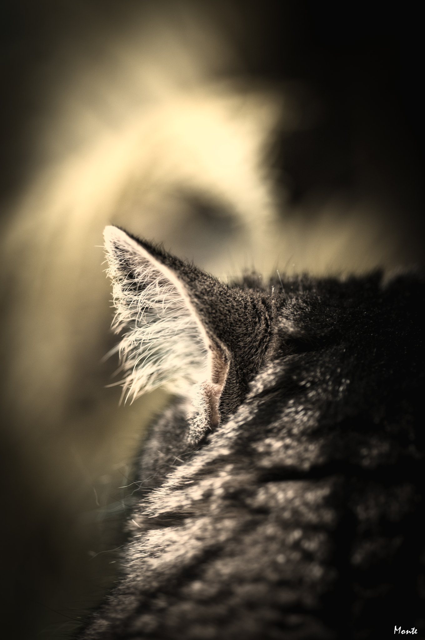 Sigma 105mm F2.8 EX DG Macro sample photo. Hairy listening photography