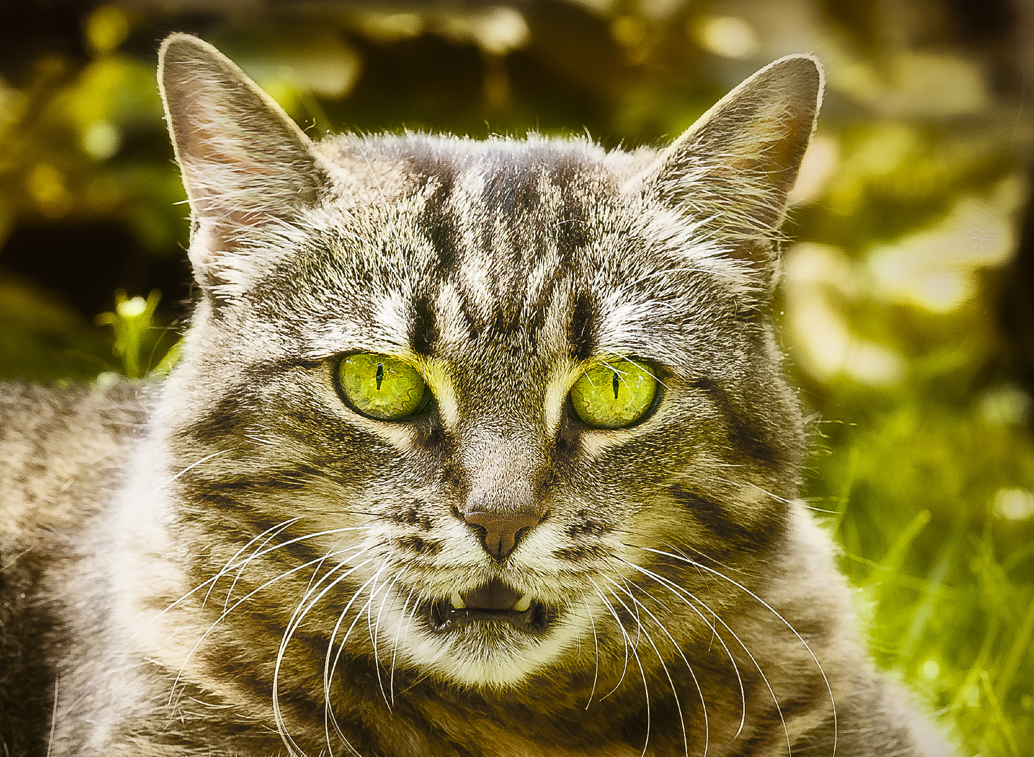 Sigma 105mm F2.8 EX DG Macro sample photo. Pupi photography