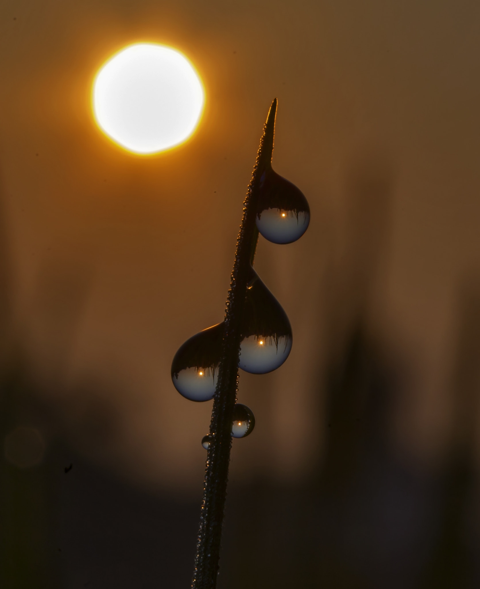 Canon EF-S 60mm F2.8 Macro USM sample photo. Tears of knowing you photography