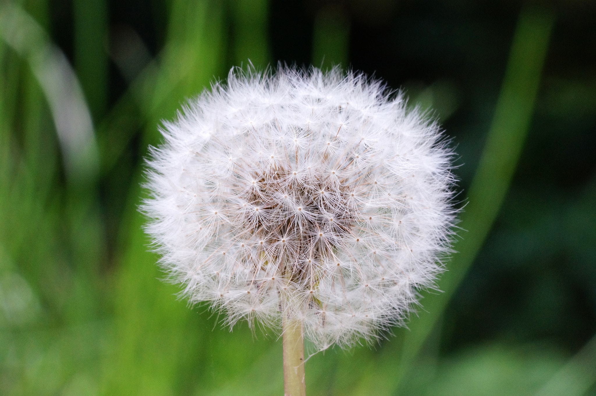 Sony Alpha NEX-6 + Sony FE 90mm F2.8 Macro G OSS sample photo. Dandelion photography