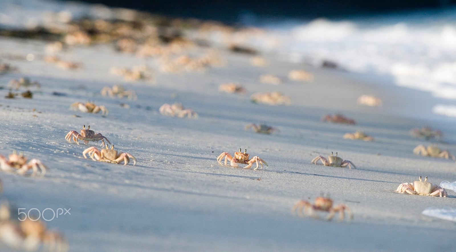 Canon EOS-1D sample photo. Crabs on the beach photography