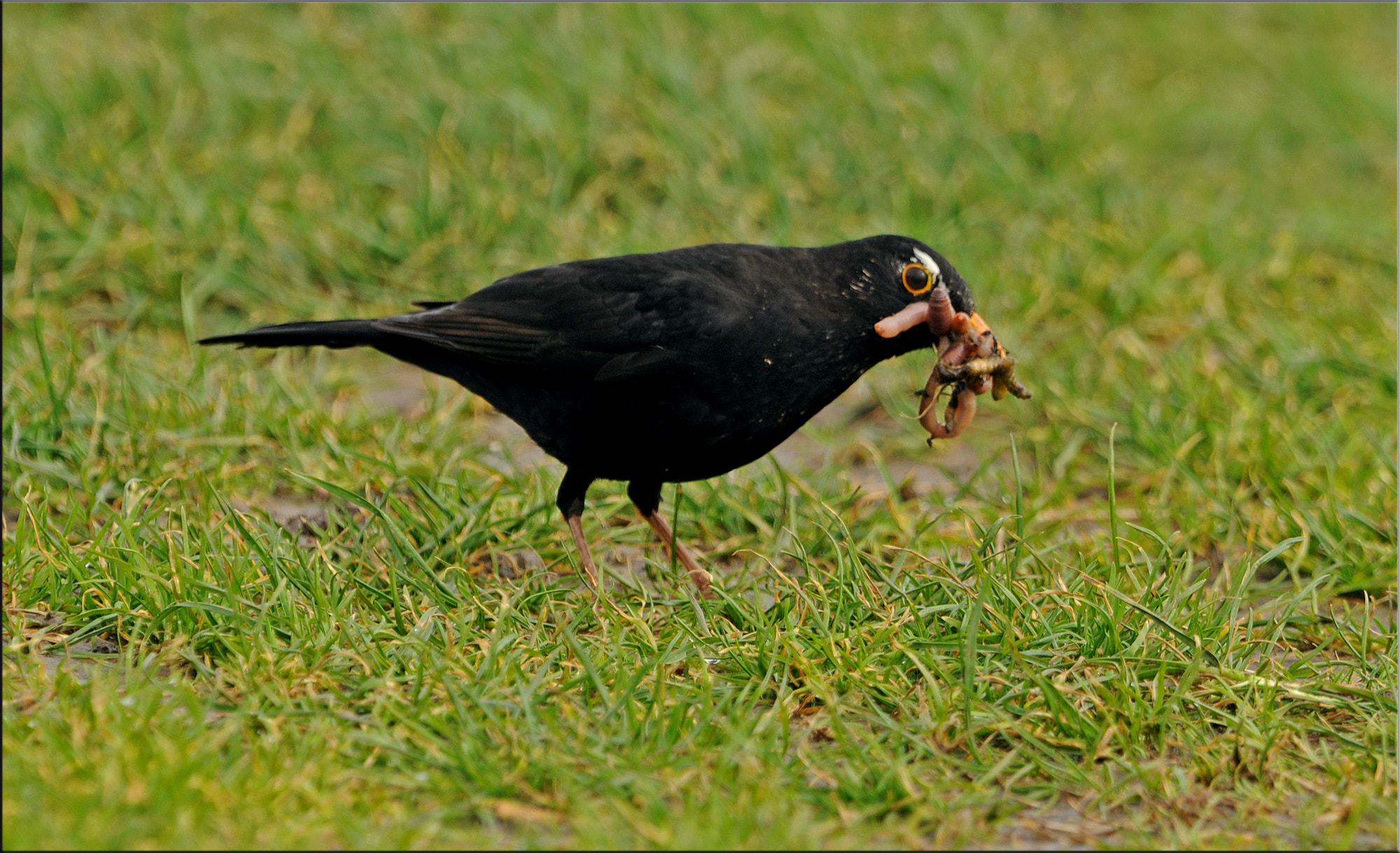 Nikon AF-S Nikkor 400mm F2.8G ED VR II sample photo. If i was a chick ... photography