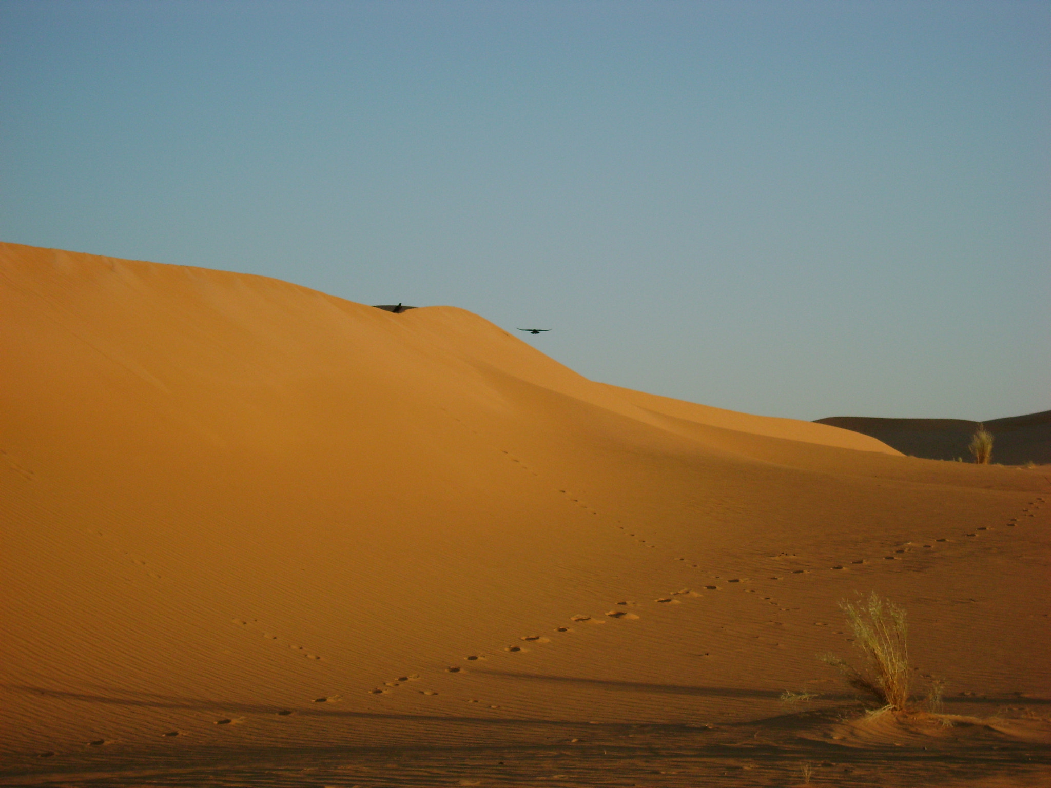 Sony DSC-S780 sample photo. Sahara_algeria photography