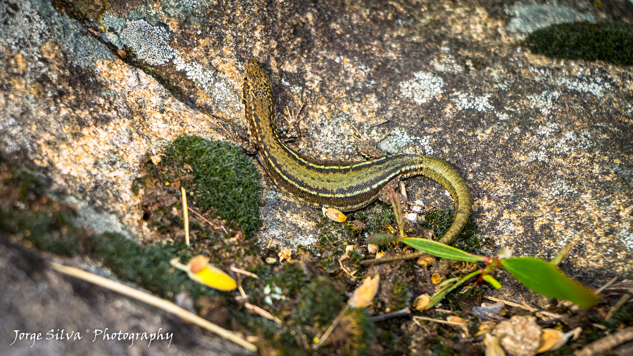 Canon EF-S 18-135mm F3.5-5.6 IS STM sample photo. Psammodromus algirus photography