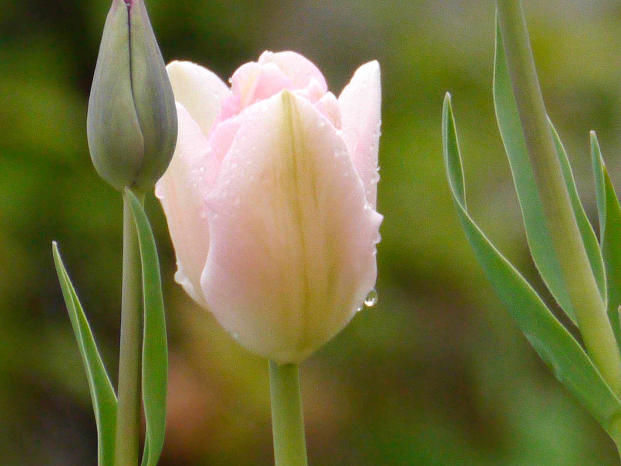 Panasonic Lumix DMC-GX1 sample photo. Une larme de pluie. photography