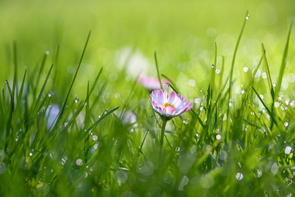 Fresh As A Daisy by Kimber Leigh on 500px.com