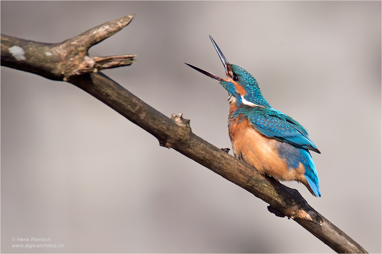 Nikon D5 sample photo. Eisvogel / alcedo atthis photography