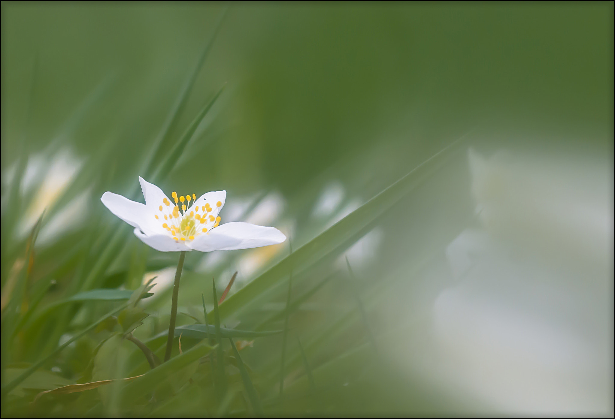 Sigma 50-150mm F2.8 EX APO DC OS HSM sample photo. Bosanemoon photography