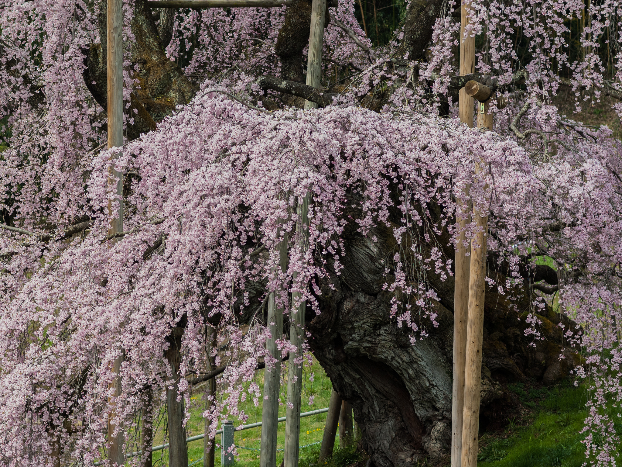 Pentax K200D sample photo. The cherry blossom photography