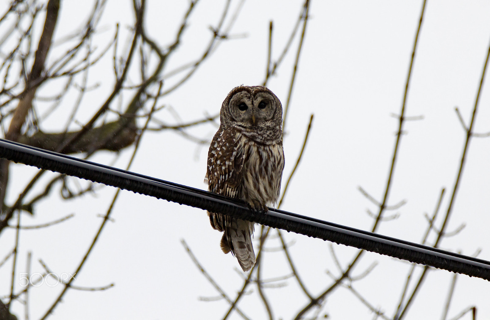 Tamron SP 150-600mm F5-6.3 Di VC USD sample photo. Barred owl on a wire photography