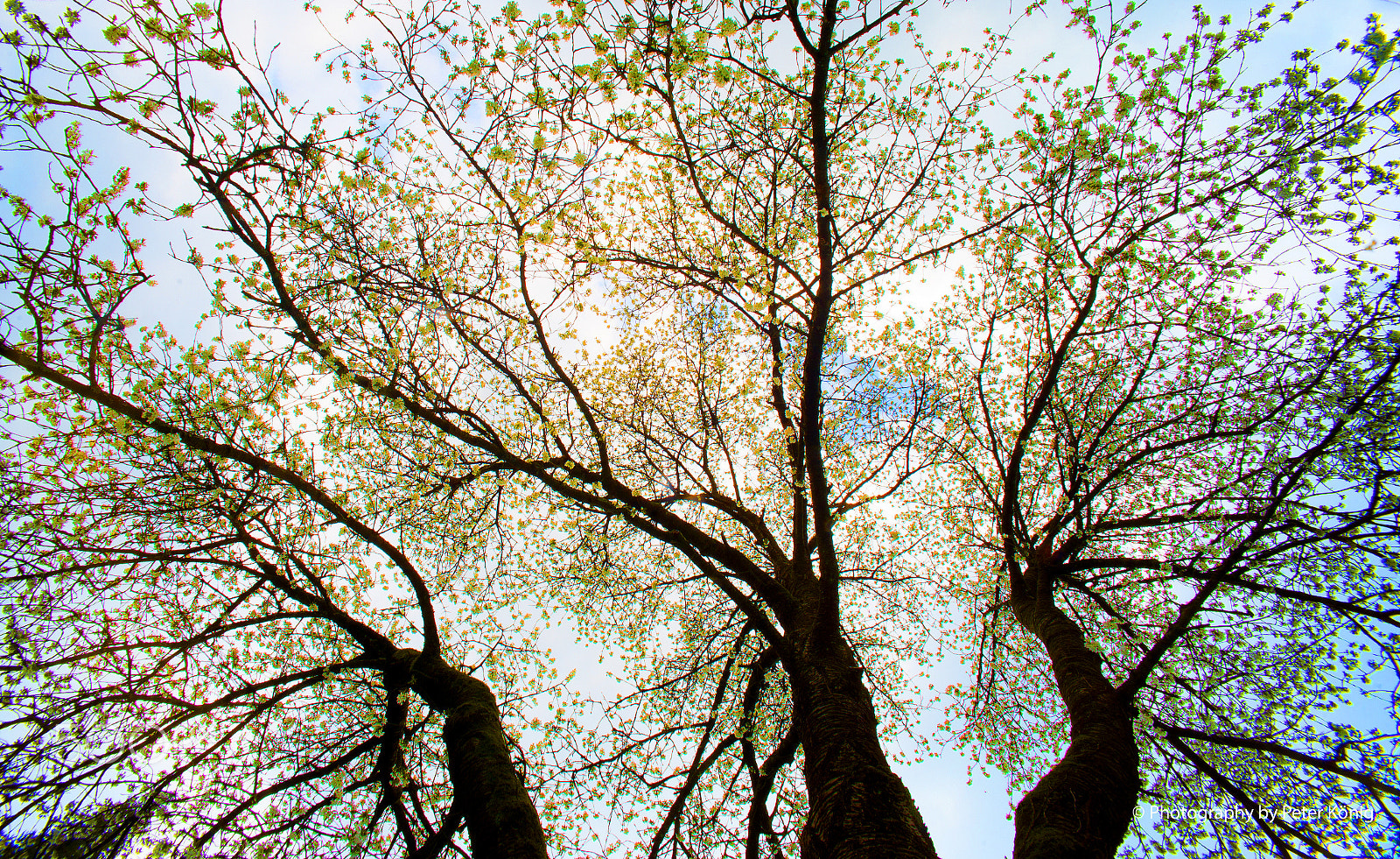 Nikon D600 sample photo. Tree in spring 2 photography
