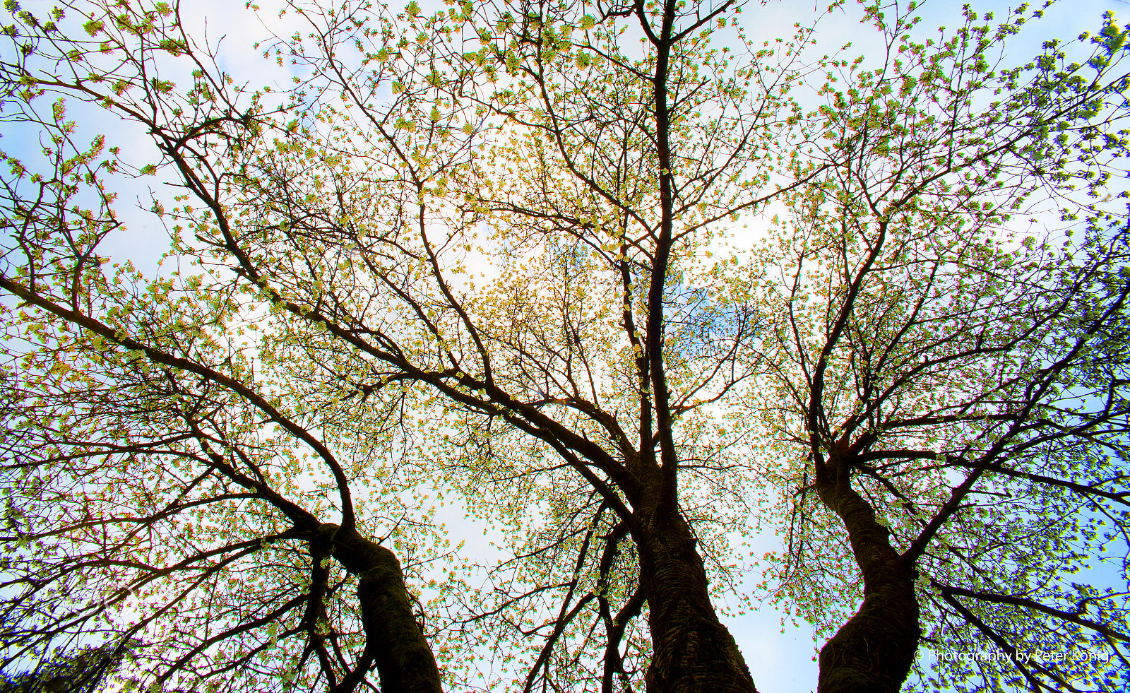 Nikon D600 + Sigma 14mm F3.5 sample photo. Tree in spring 2 photography