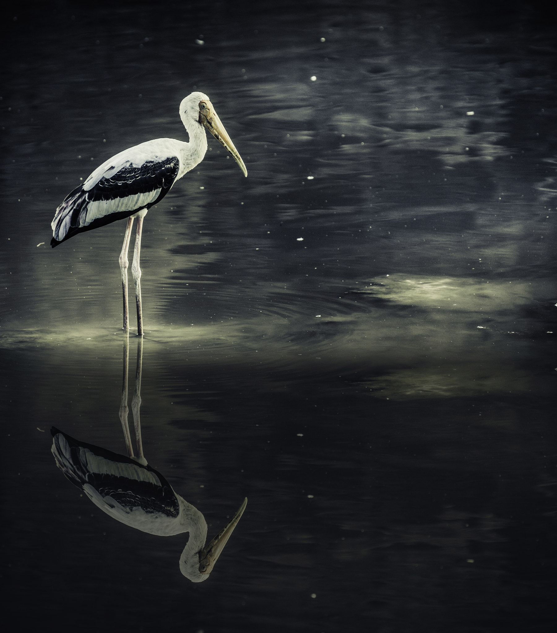 Canon EOS 100D (EOS Rebel SL1 / EOS Kiss X7) + Canon EF 70-200mm F4L USM sample photo. Bird on the water. photography