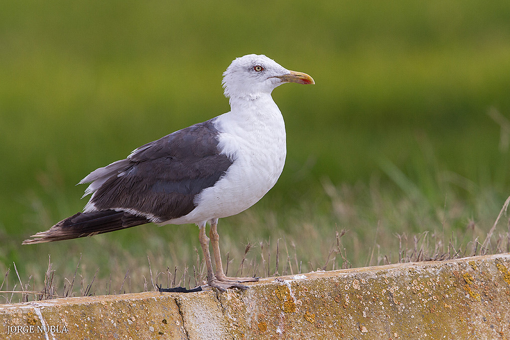 Canon EF 500mm F4L IS II USM sample photo. Gaviota sombría (larus fuscus). photography