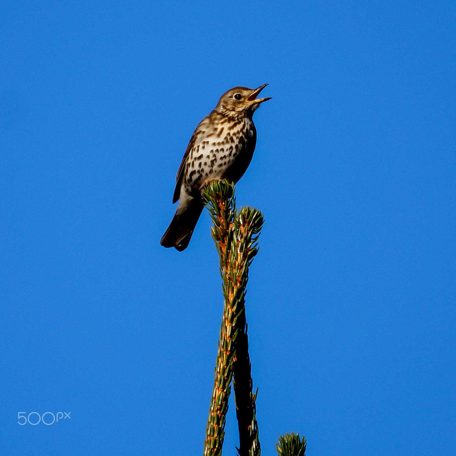 Tamron SP 70-300mm F4-5.6 Di USD sample photo. Bird in treetop photography