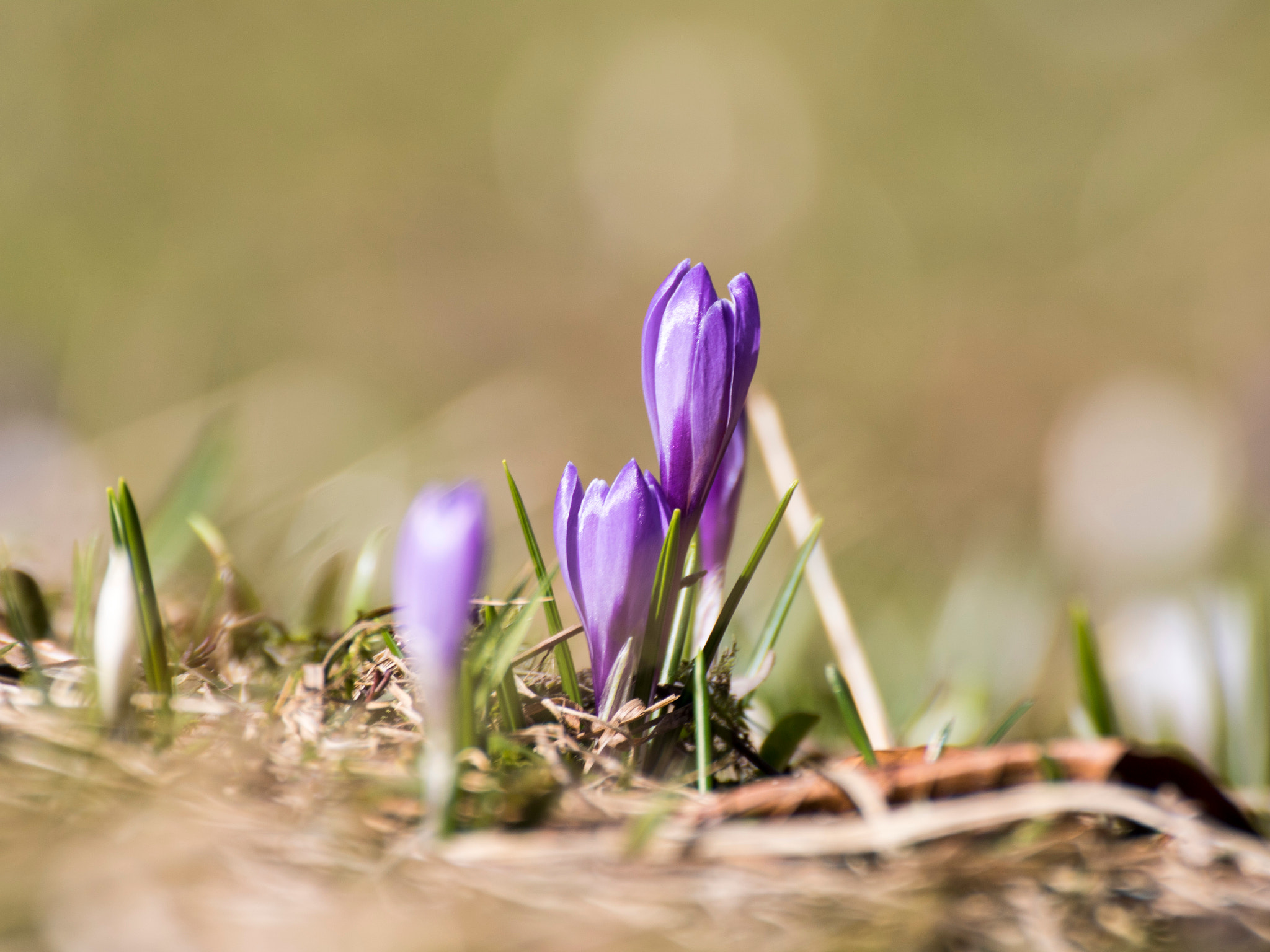Canon EOS 750D (EOS Rebel T6i / EOS Kiss X8i) sample photo. Crocus vernus photography