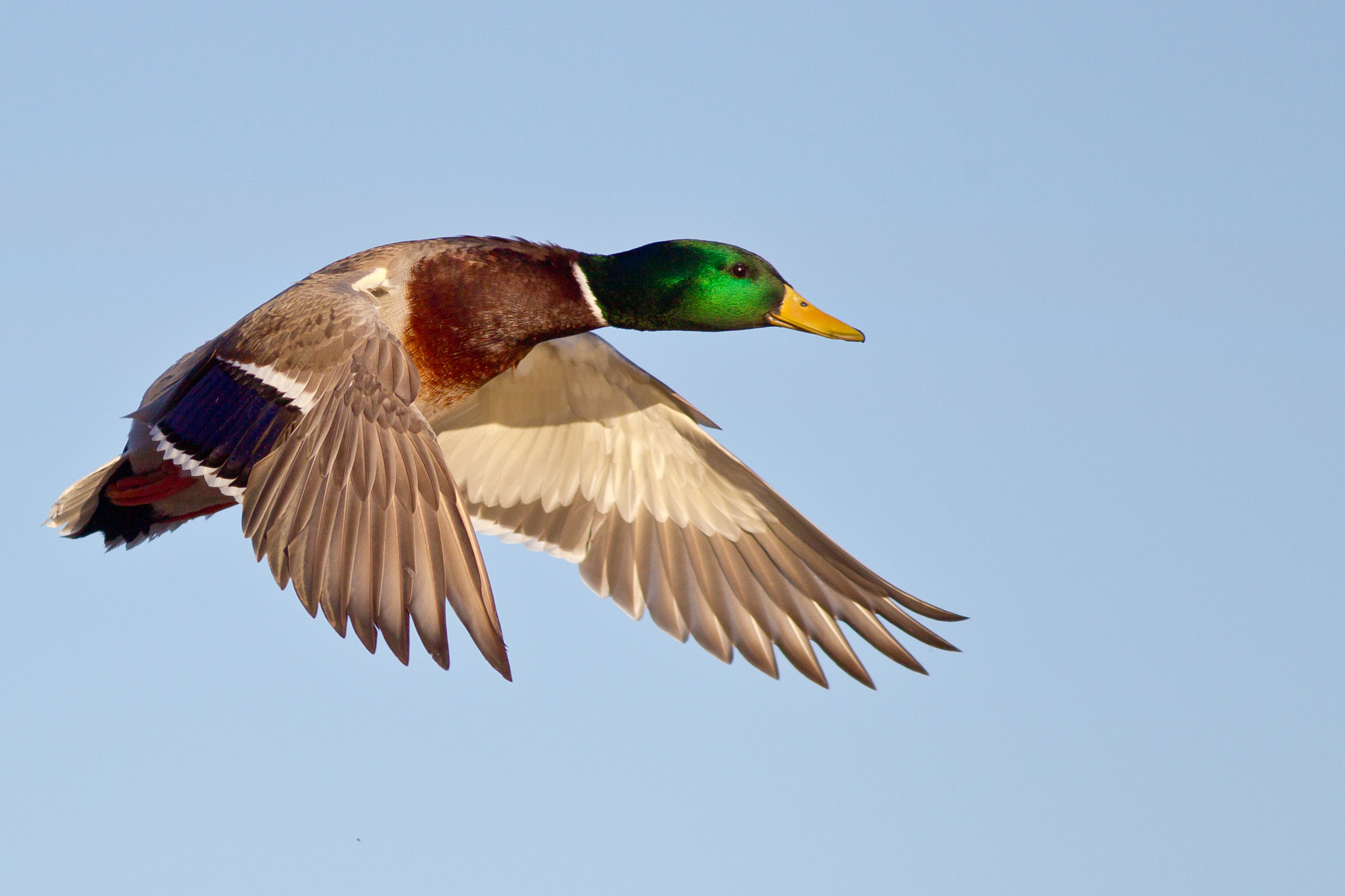 Canon EF 300mm F4L IS USM sample photo. Mallard photography