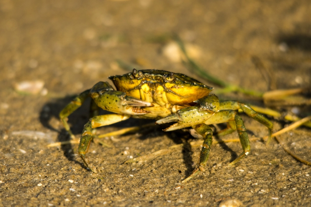 Pentax K-3 + Sigma 150-500mm F5-6.3 DG OS HSM sample photo. Crabe photography