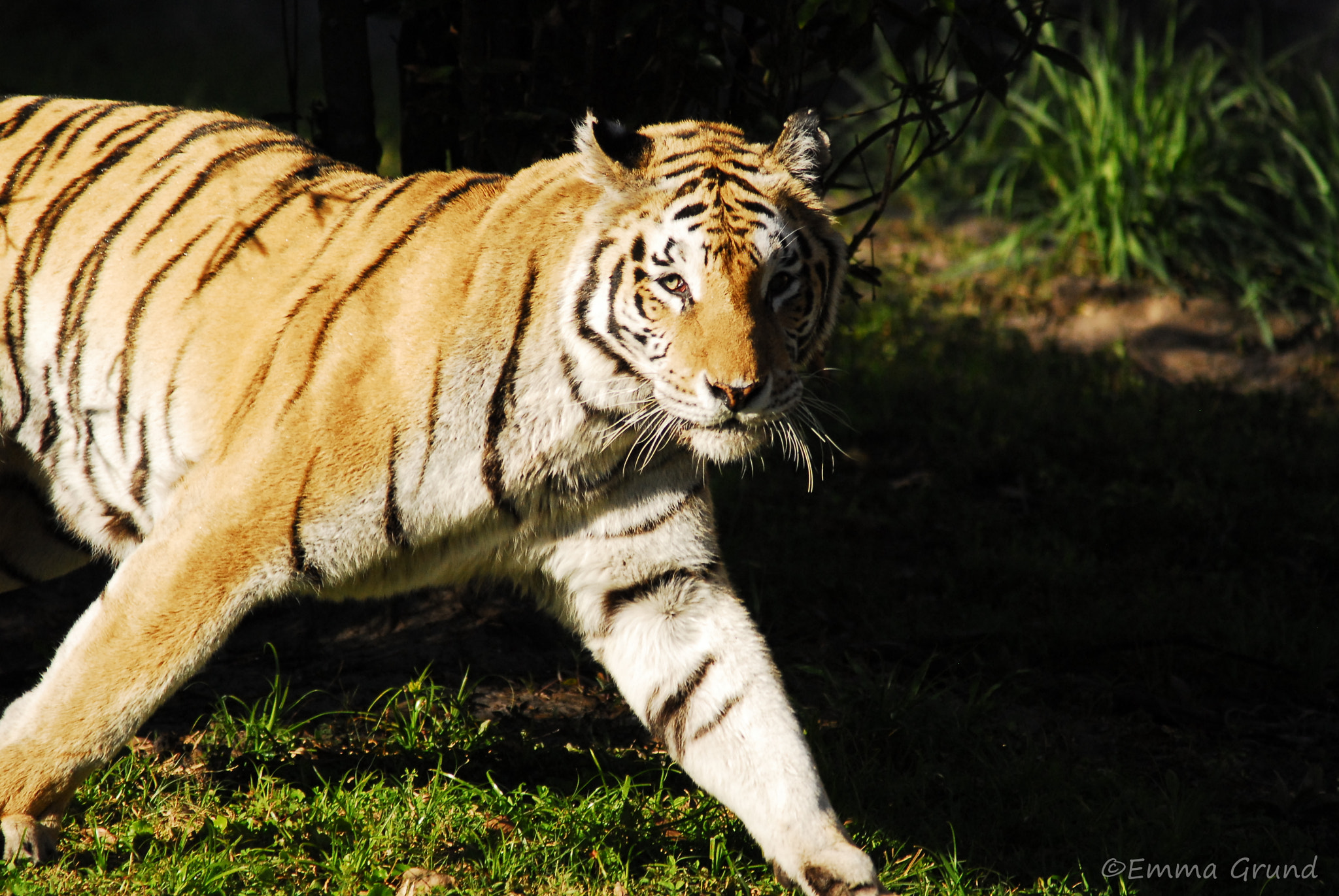 Nikon D200 sample photo. On the prowl. photography