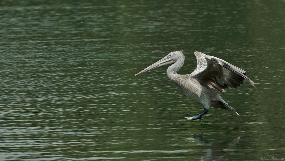 Sony 70-400mm F4-5.6 G SSM II sample photo. Ultra smooth landing photography