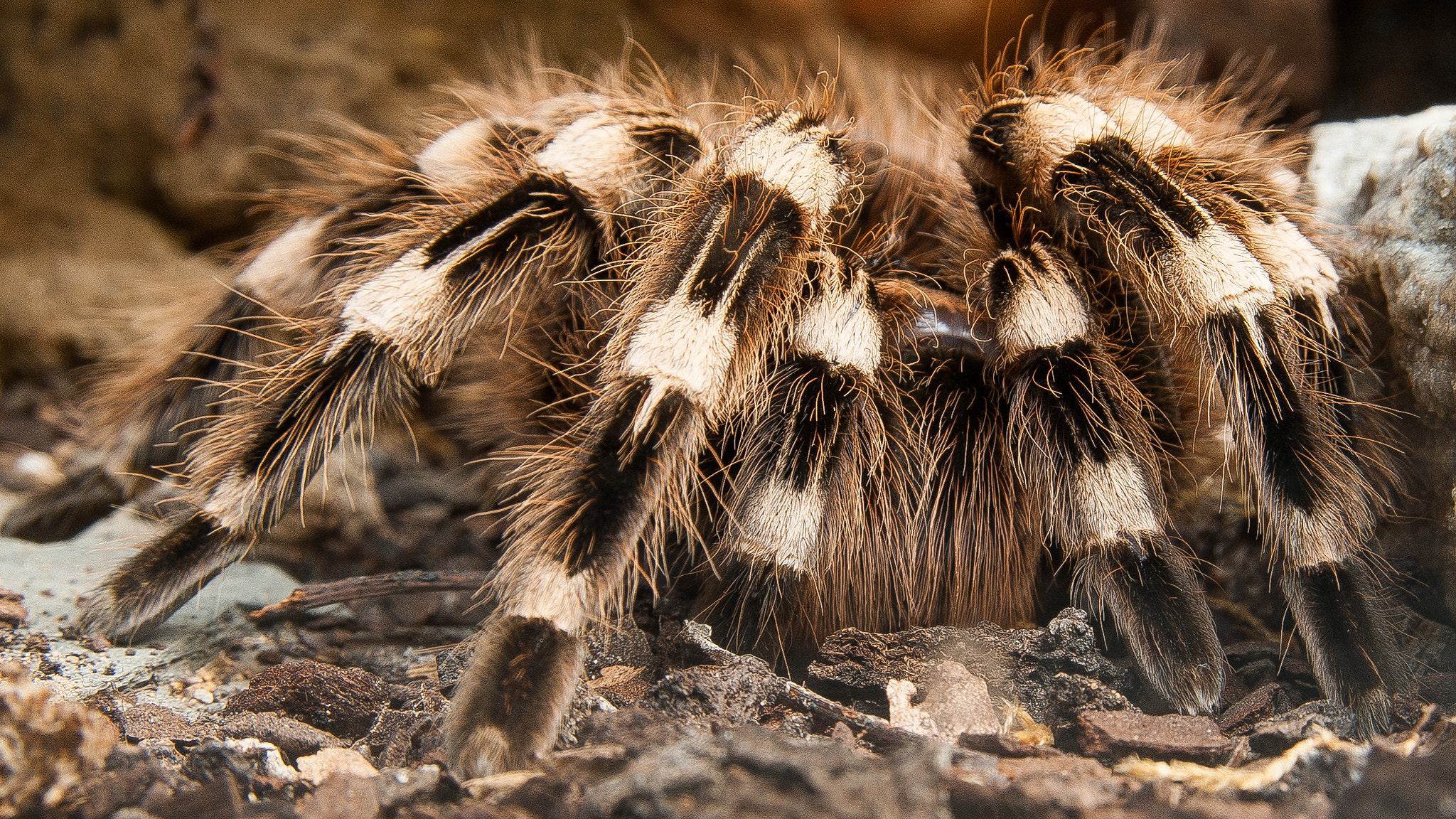Sony Alpha DSLR-A300 + 17-50mm F2.8 sample photo. Vogelspinne photography
