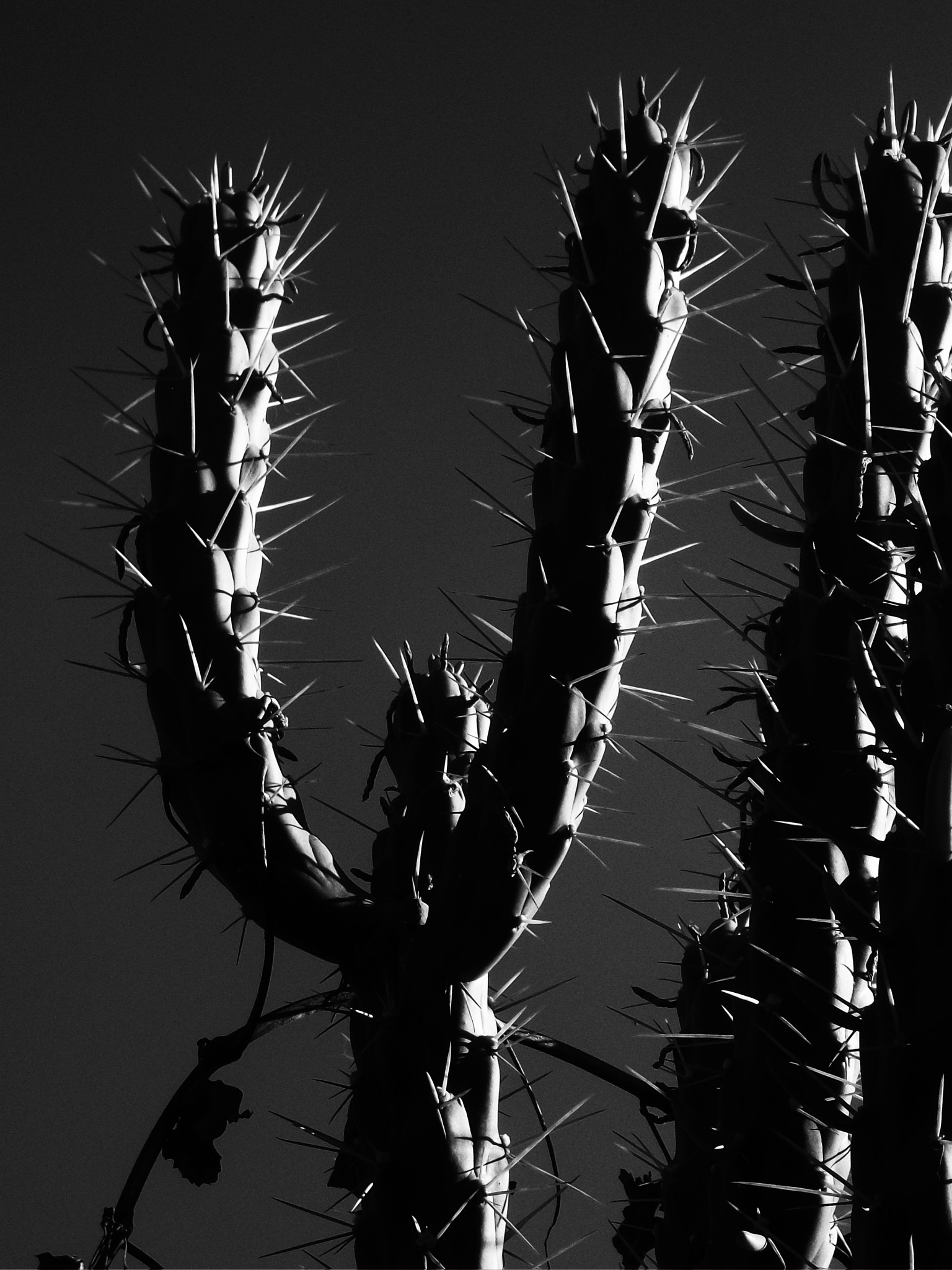 Kodak EASYSHARE M341 DIGITAL CAMERA sample photo. Cactus - salta argentina photography