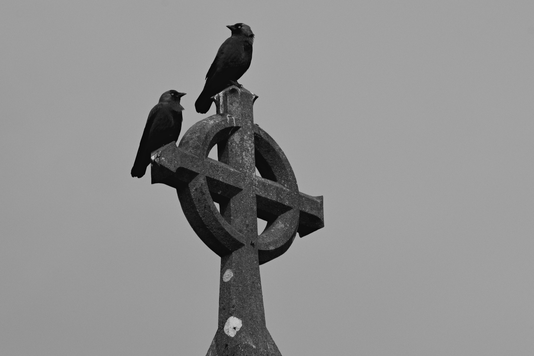 70.00 - 300.00 mm f/4.0 - 5.6 sample photo. Nevermore ... photography