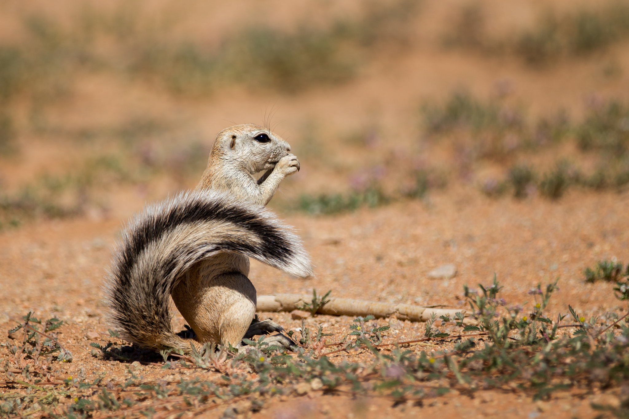 Canon EF 70-200mm F2.8L IS II USM sample photo. Xerus photography