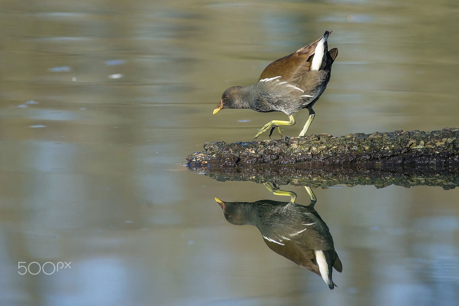 Minolta AF 400mm F4.5 HS-APO G sample photo. Gallinella photography