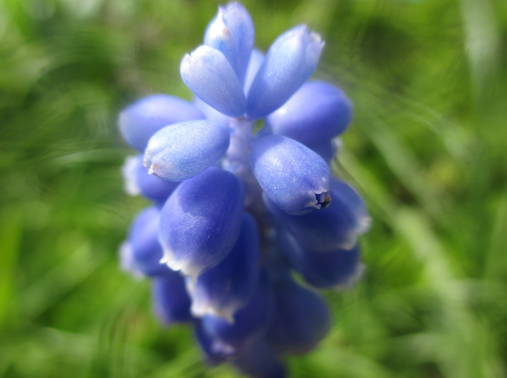 Canon PowerShot ELPH 140 IS (IXUS 150 / IXY 130) sample photo. Grape hyacinth photography