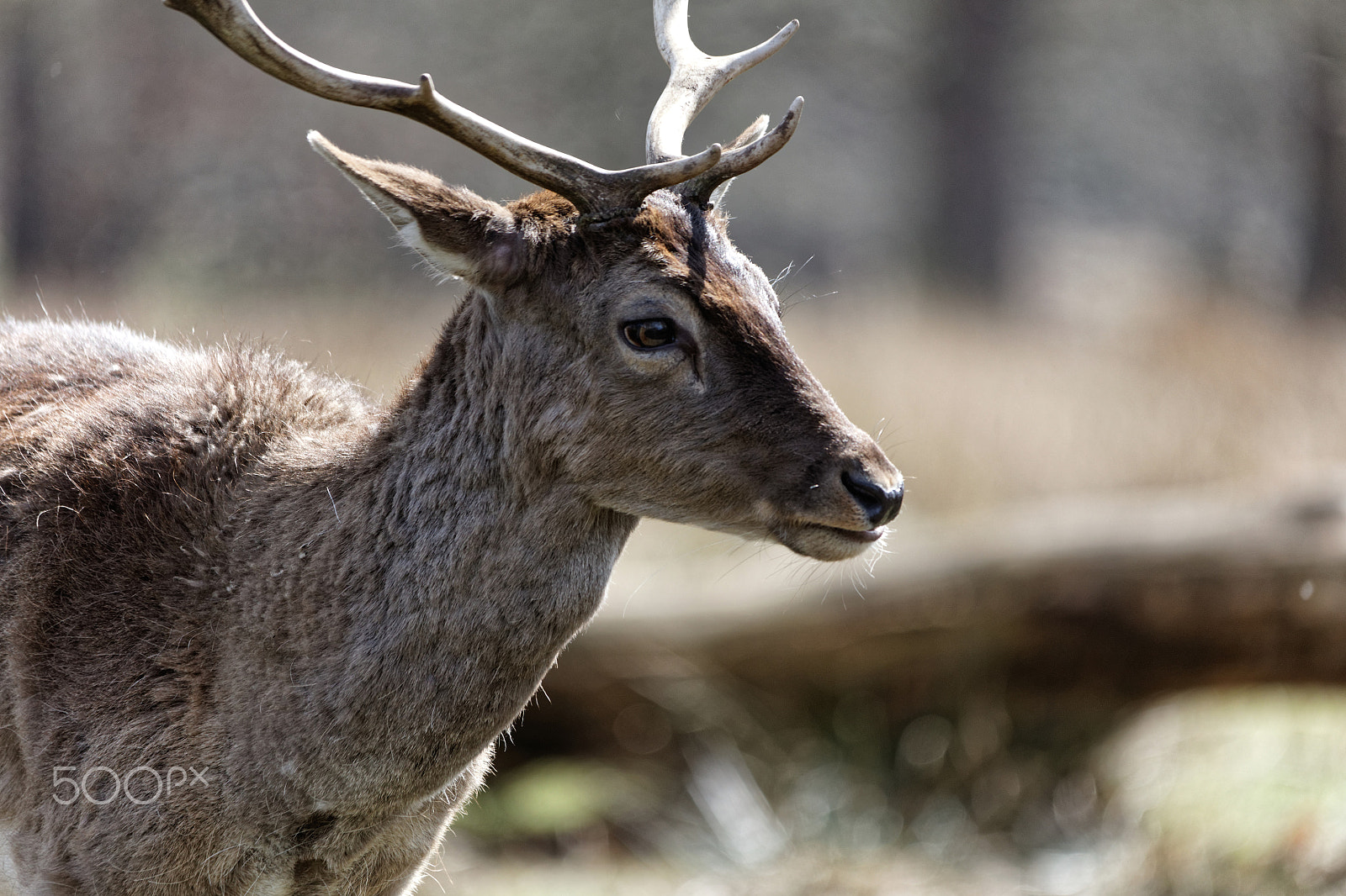 Sigma 150-500mm F5-6.3 DG OS HSM sample photo. Deer photography