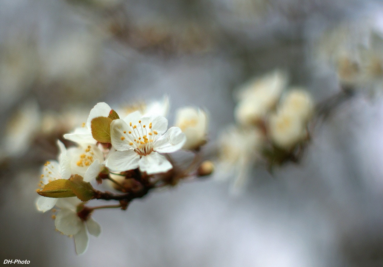 Sony Alpha DSLR-A300 sample photo. Blossoms of a wild cherry photography
