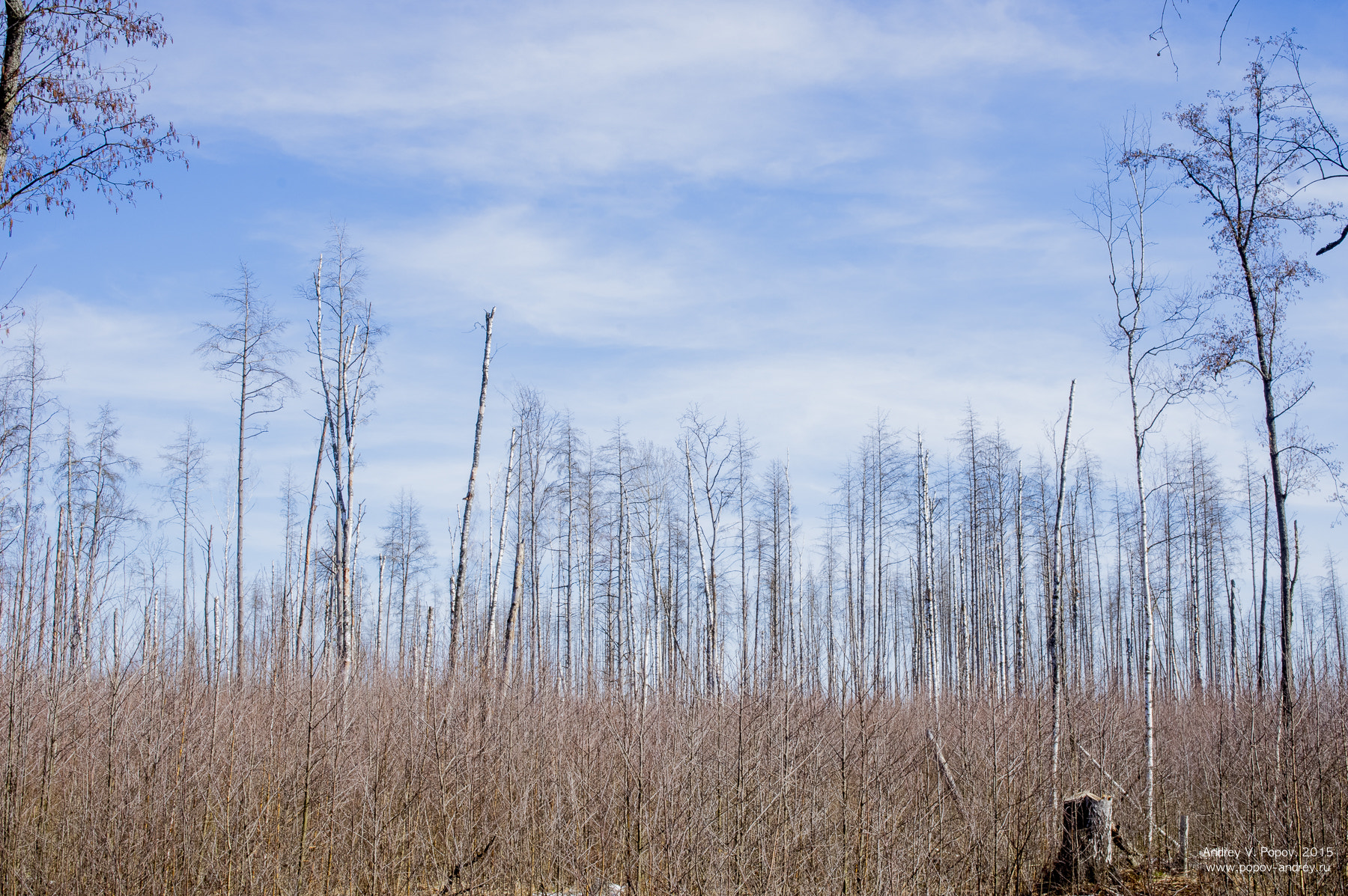 Pentax smc FA 31mm F1.8 AL Limited sample photo. Spring swamp #2 photography
