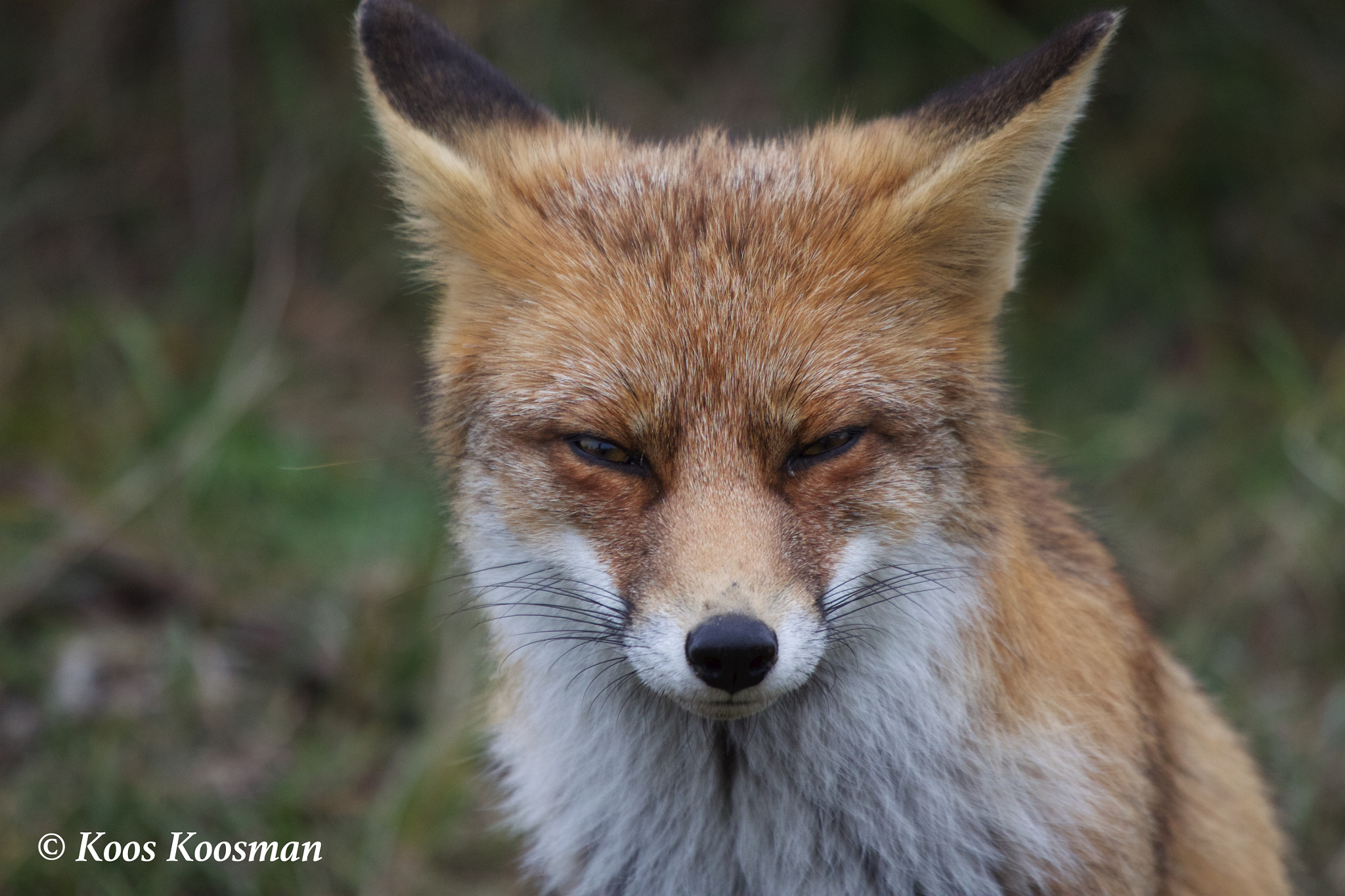 Canon EF 100-400mm F4.5-5.6L IS USM sample photo. What's up fox photography