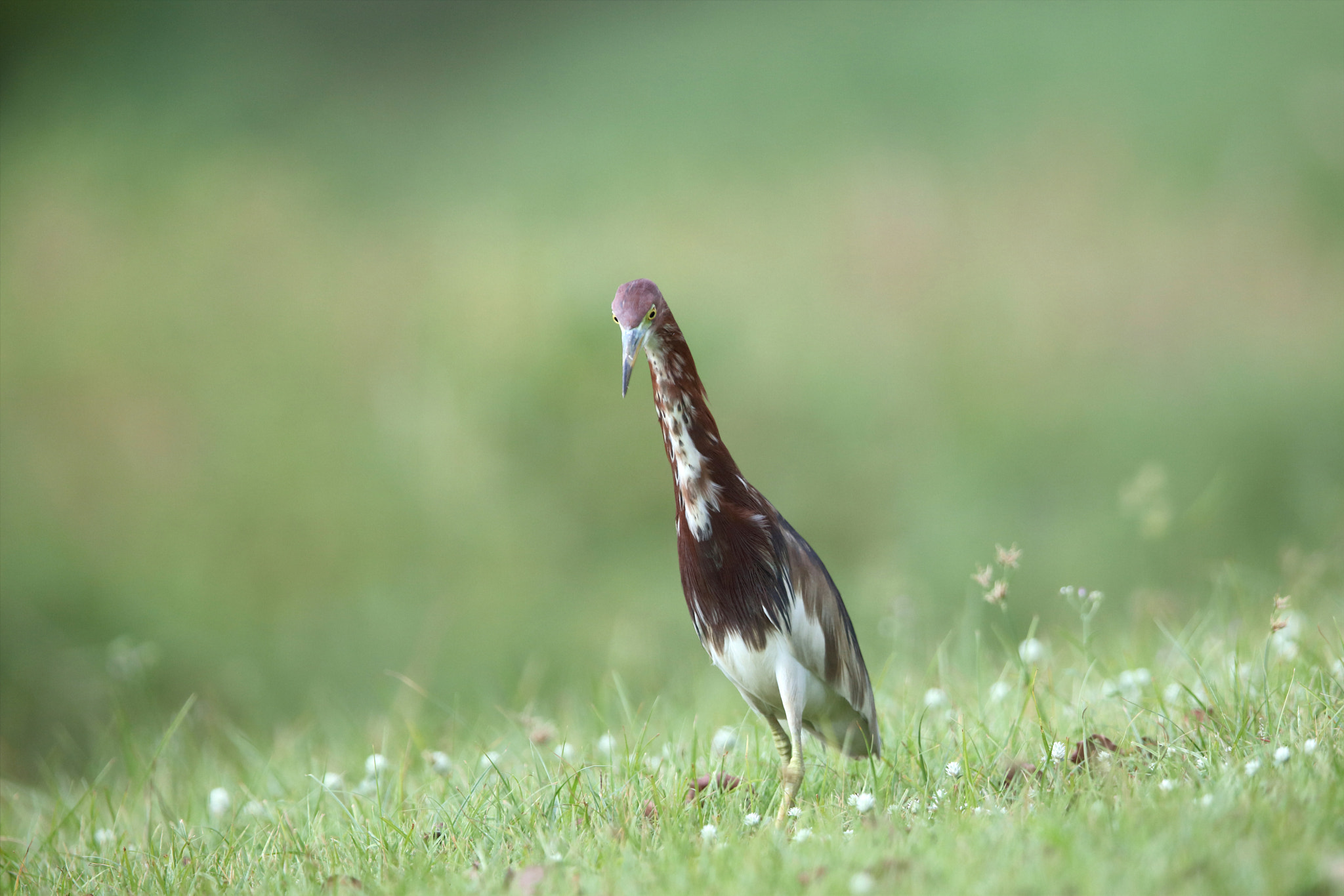 Canon EOS 5DS R + Canon EF 400mm F2.8L IS II USM sample photo. Chinese pond heron photography