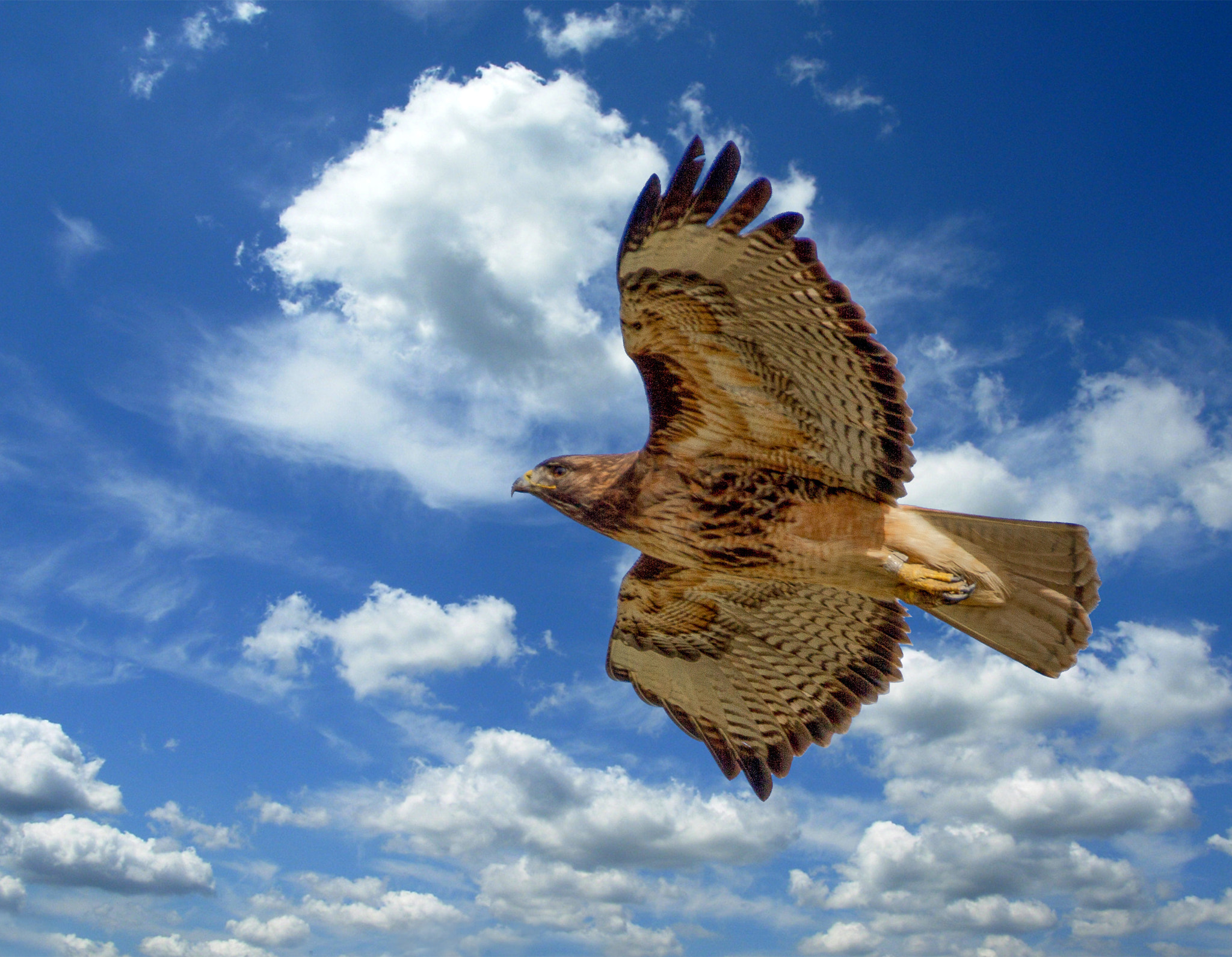 Sigma 150-600mm F5-6.3 DG OS HSM | C sample photo. Red-tailed hawk in flight photography