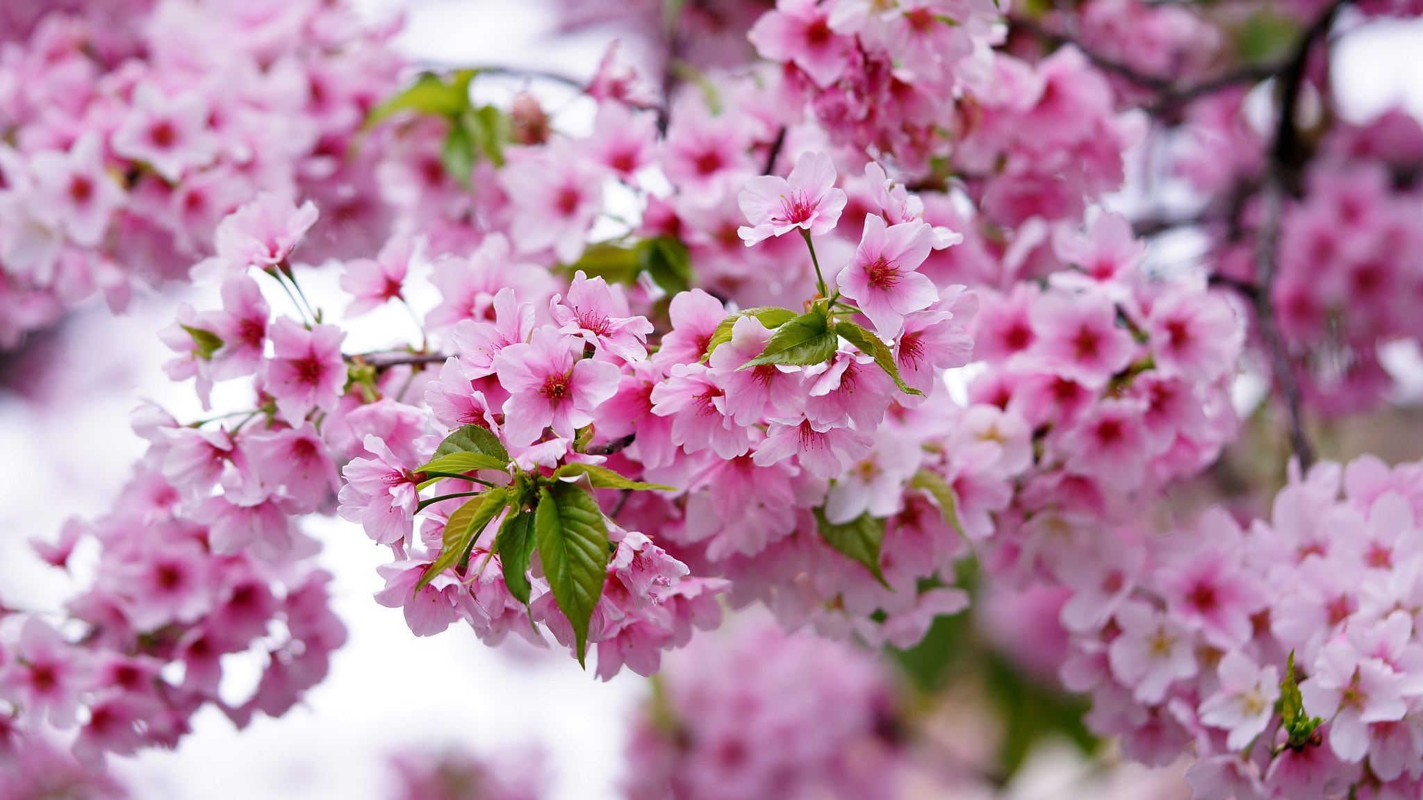 Sony Alpha NEX-6 + Sony FE 90mm F2.8 Macro G OSS sample photo. Cherry blossom photography