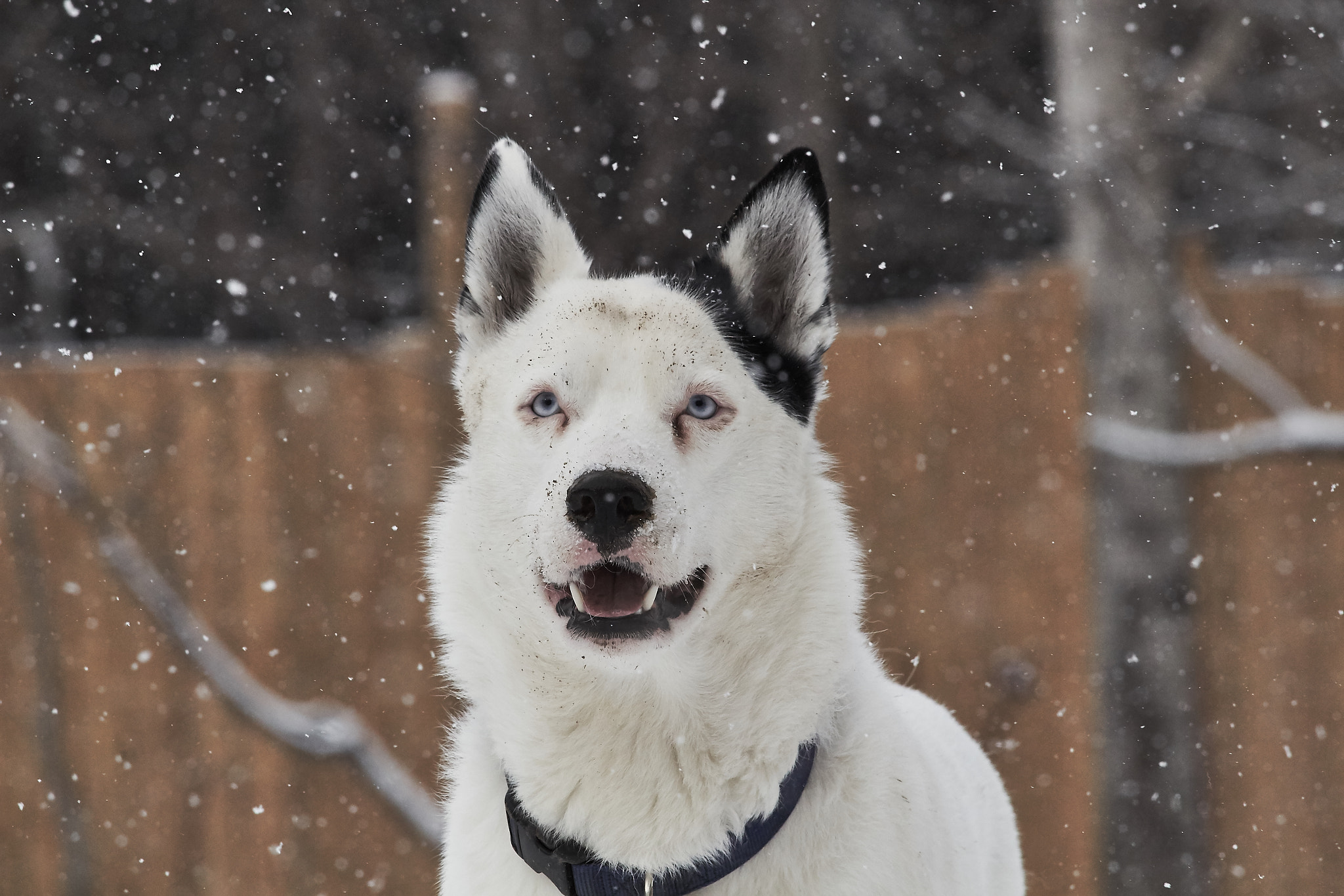 Canon EF-S 55-250mm F4-5.6 IS STM sample photo. Snow fall photography