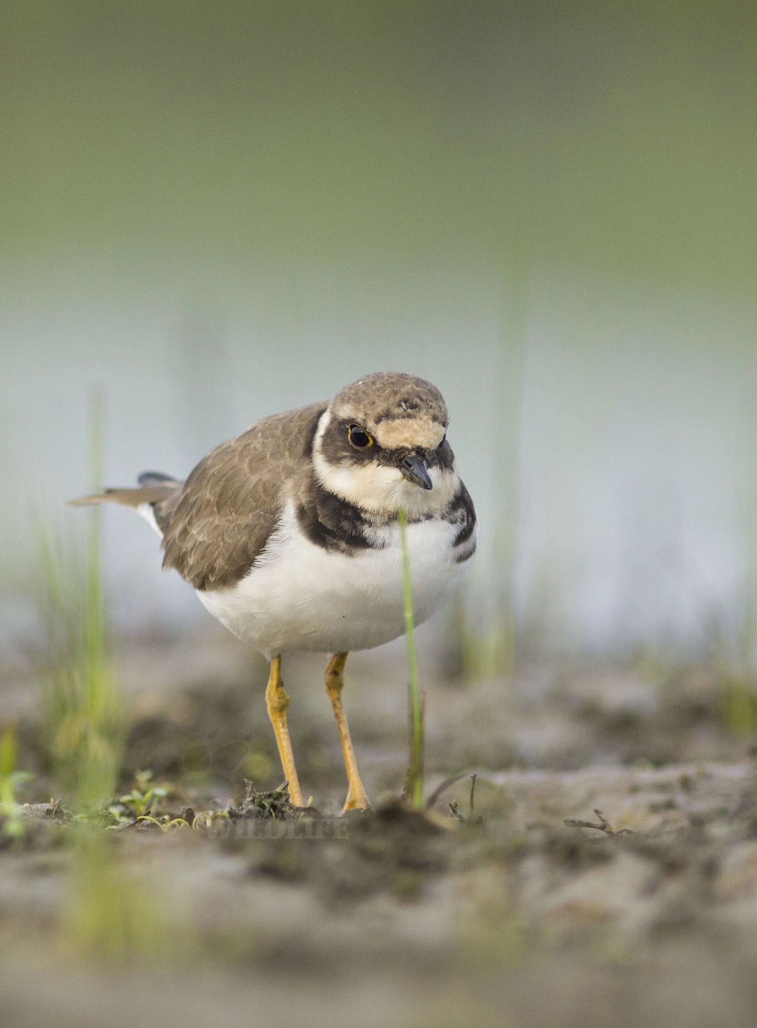 Canon EOS 60D + Canon EF 300mm F4L IS USM sample photo. Little-ringed plover (charadrius dubius) photography