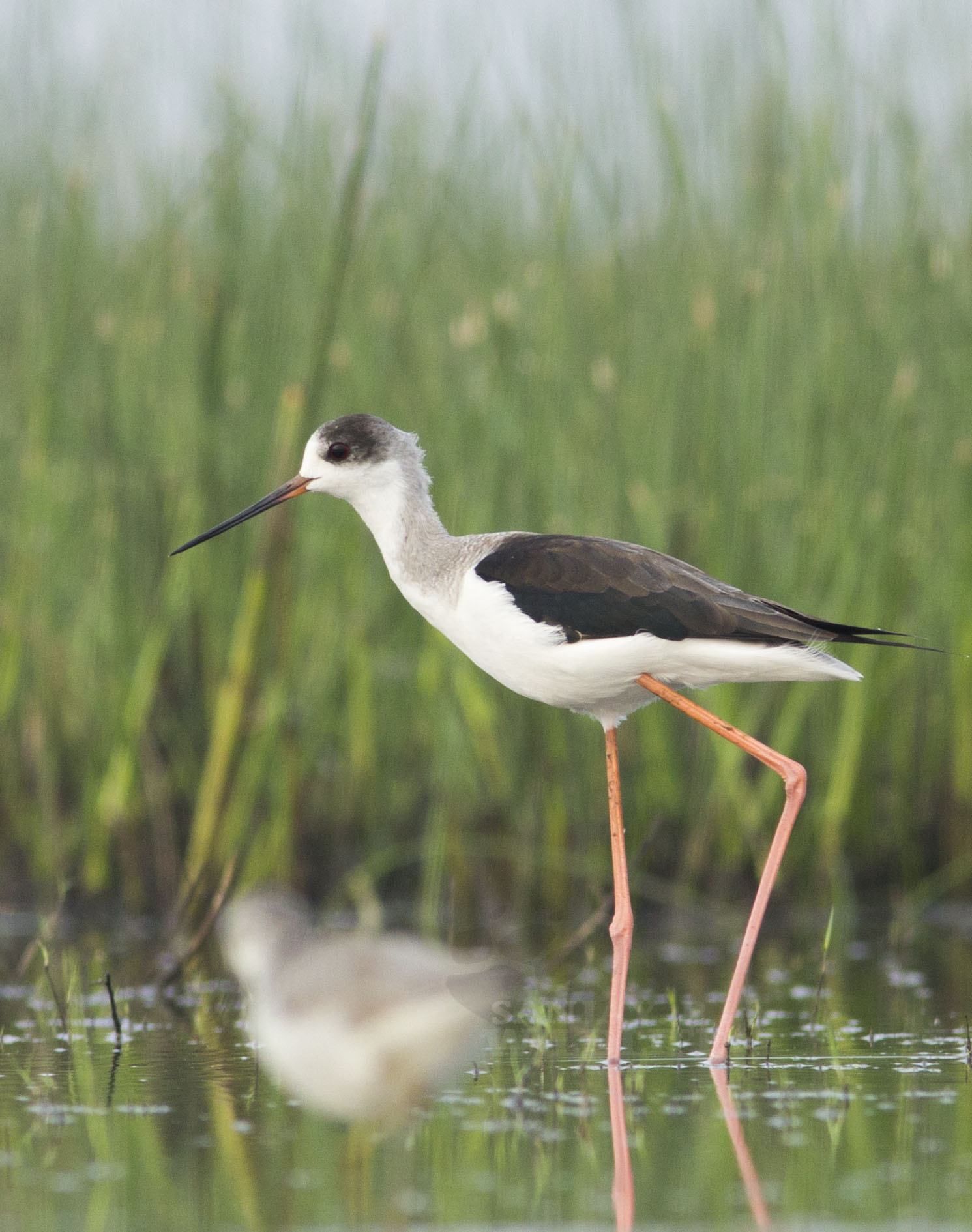 Canon EOS 60D + Canon EF 300mm F4L IS USM sample photo. Black-winged stilt juvenile(himantopus himantopus) photography