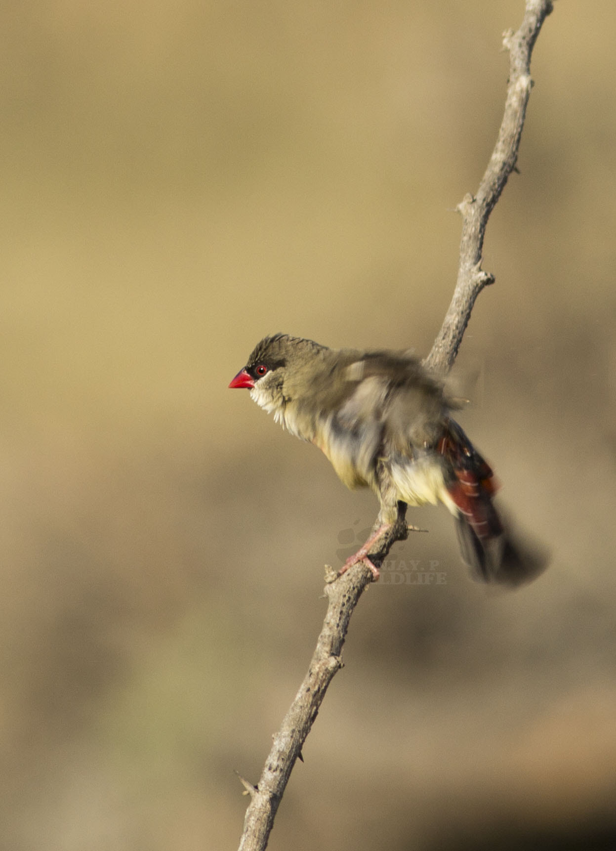 Canon EOS 60D + Canon EF 300mm F4L IS USM sample photo. Red avadavat (amandava amandava) female photography