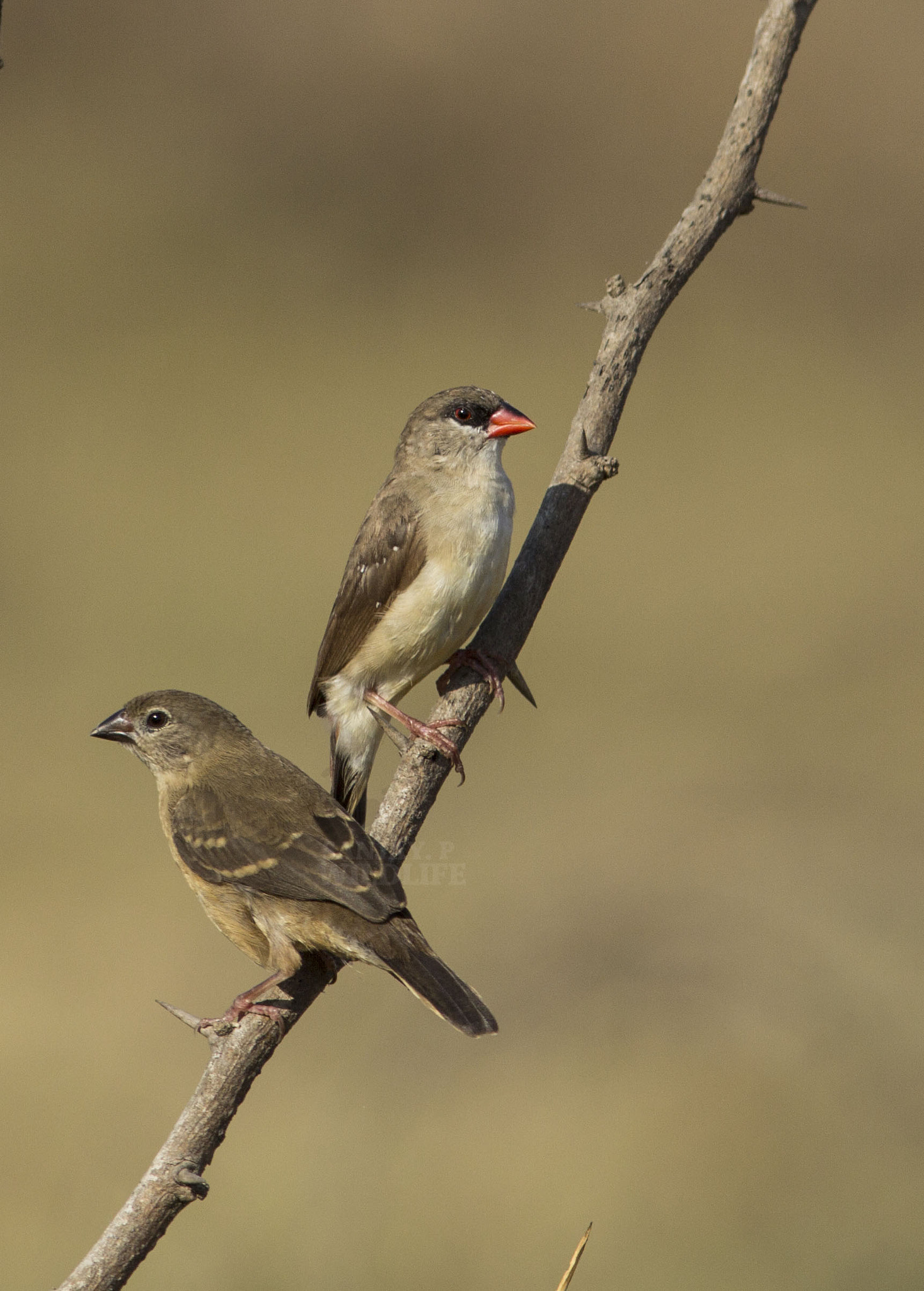 Canon EOS 60D + Canon EF 300mm F4L IS USM sample photo. Red avadavat (amandava amandava)female+juvenile photography