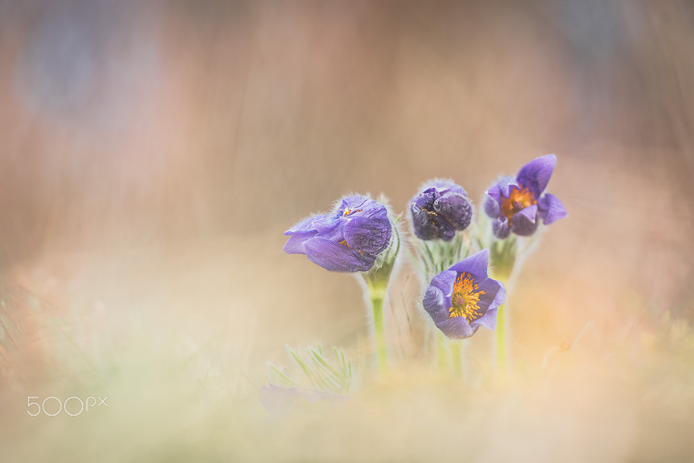 Sigma 150mm F2.8 EX DG Macro HSM sample photo. Pulsatilla vulgaris photography