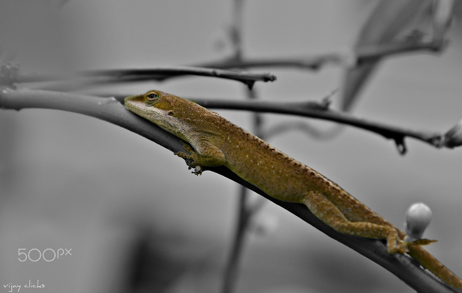 Nikon D3100 + Nikon AF-S Nikkor 24-120mm F4G ED VR sample photo. Anole lizard photography