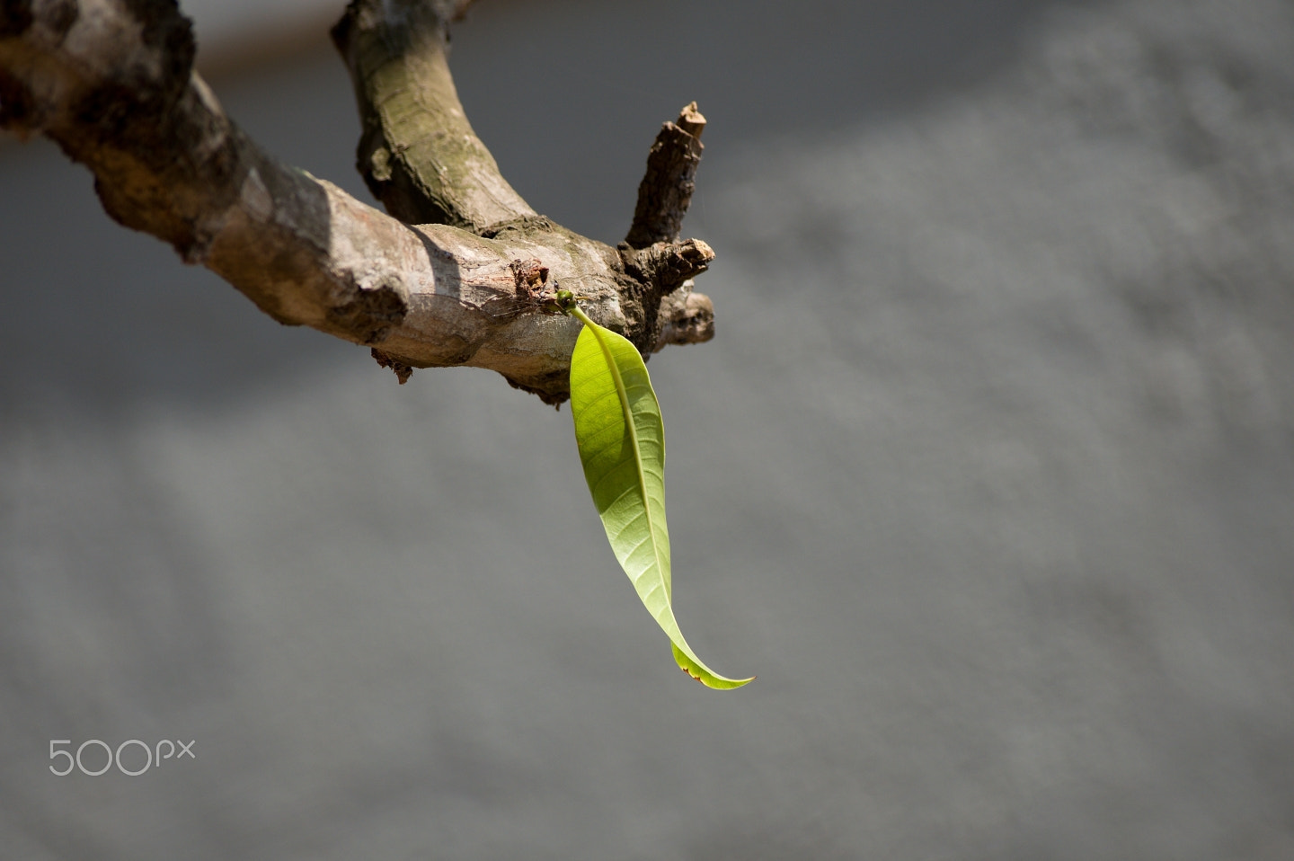 55.00 - 200.00 mm f/4.0 - 5.6 sample photo. One and alone leaf photography