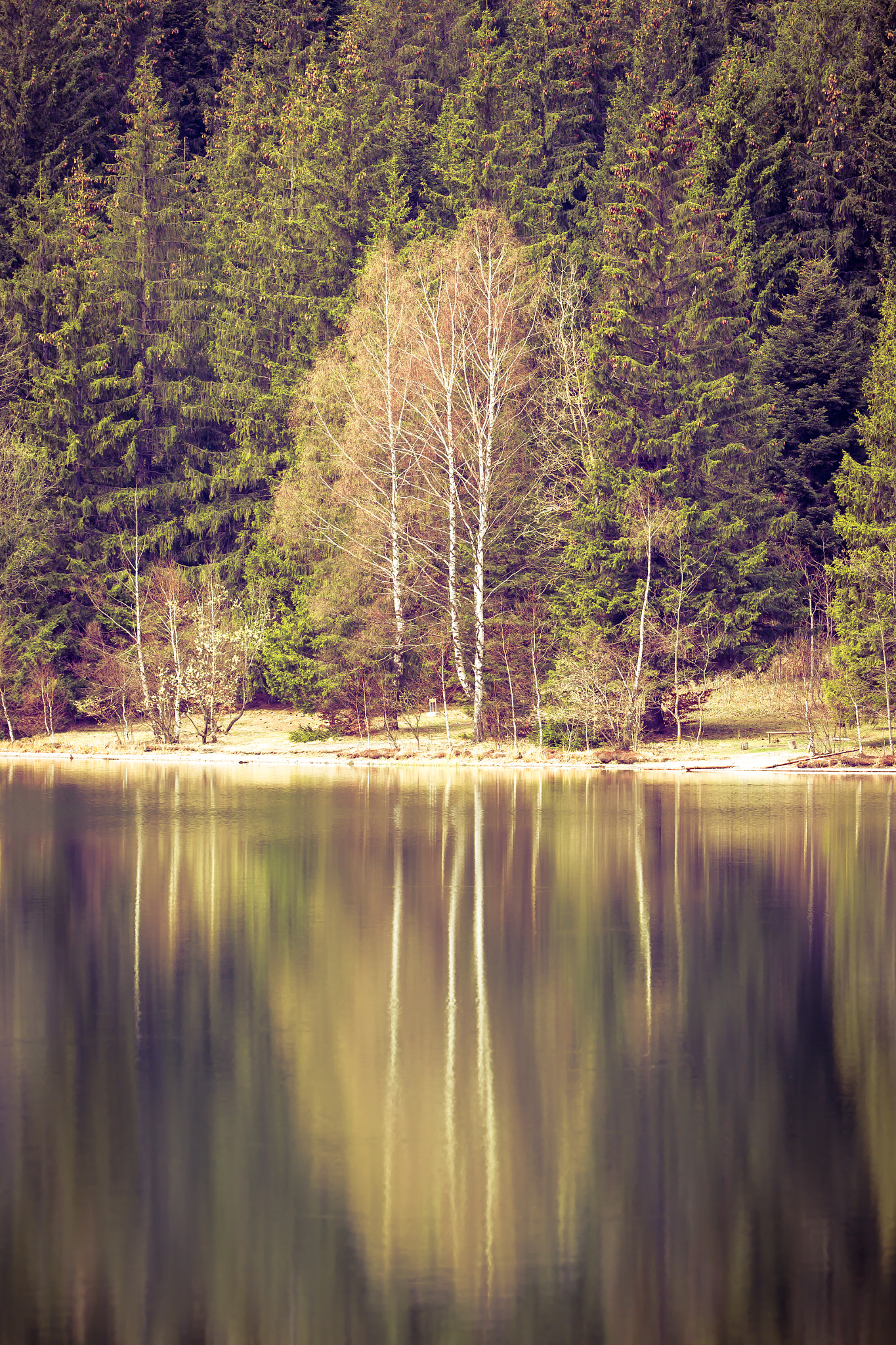 Canon EF 200mm F2L IS USM sample photo