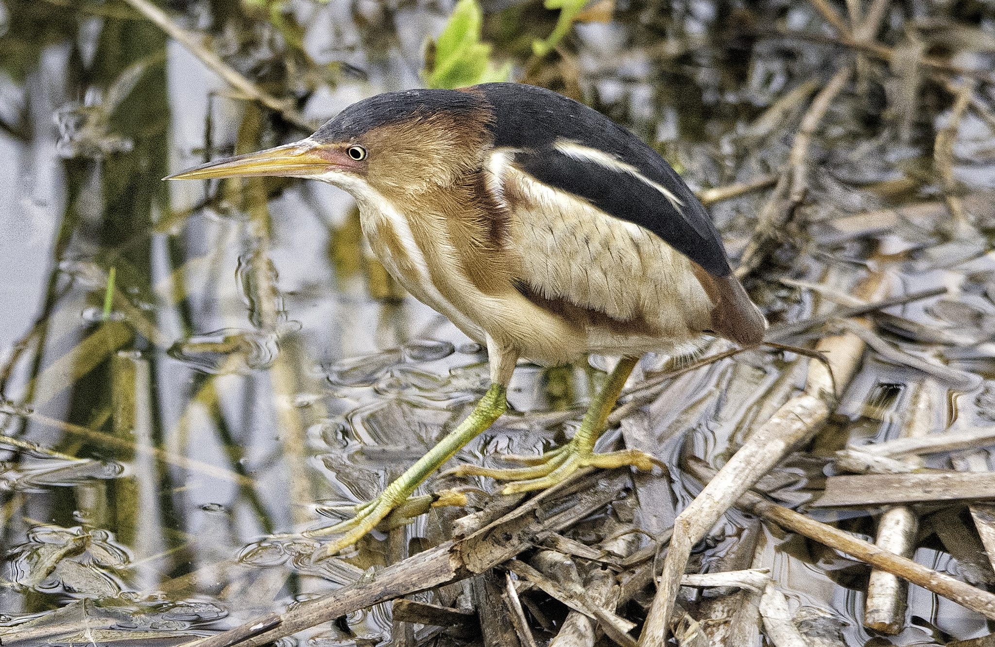 Nikon D4 sample photo. Least bittern south padre island photography